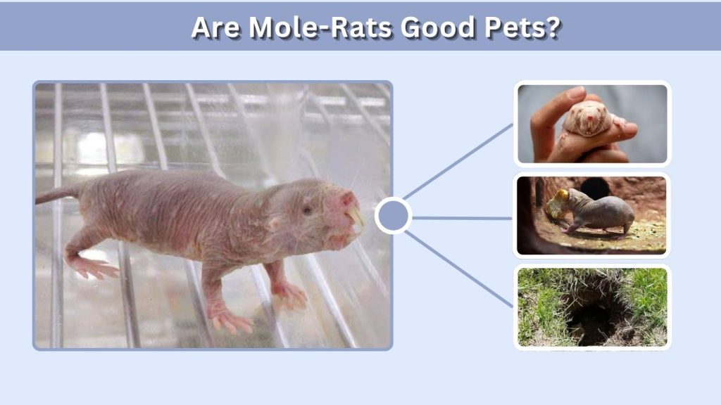 Are Mole-Rats Good Pets?