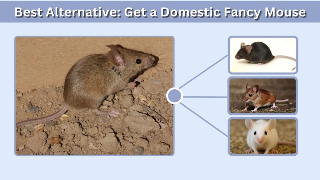 Best Alternative: Get a Domestic Fancy Mouse