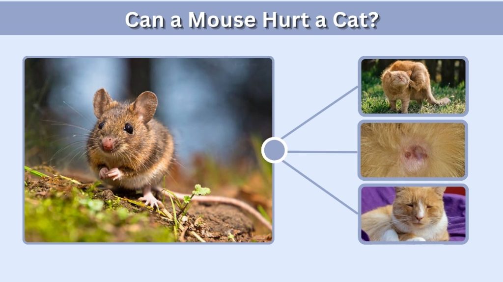 Can a Mouse Hurt a Cat?