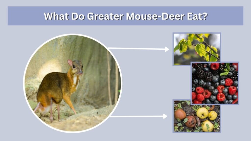 What Do Greater Mouse-Deer Eat?
