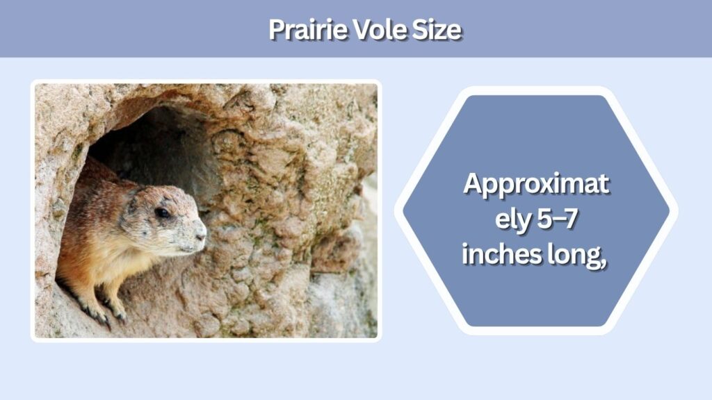 Prairie Vole Size
