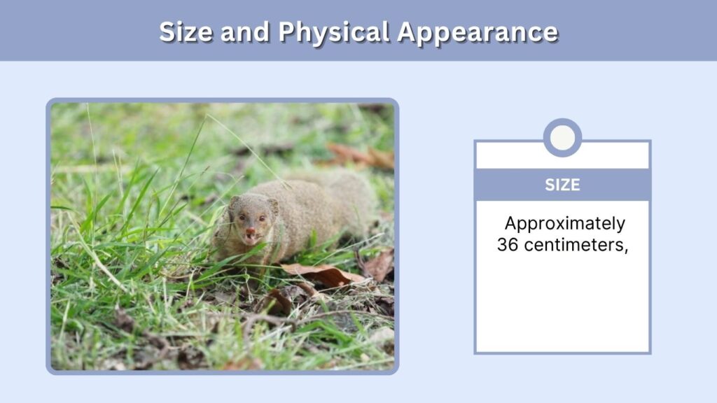 Size and Physical Appearance