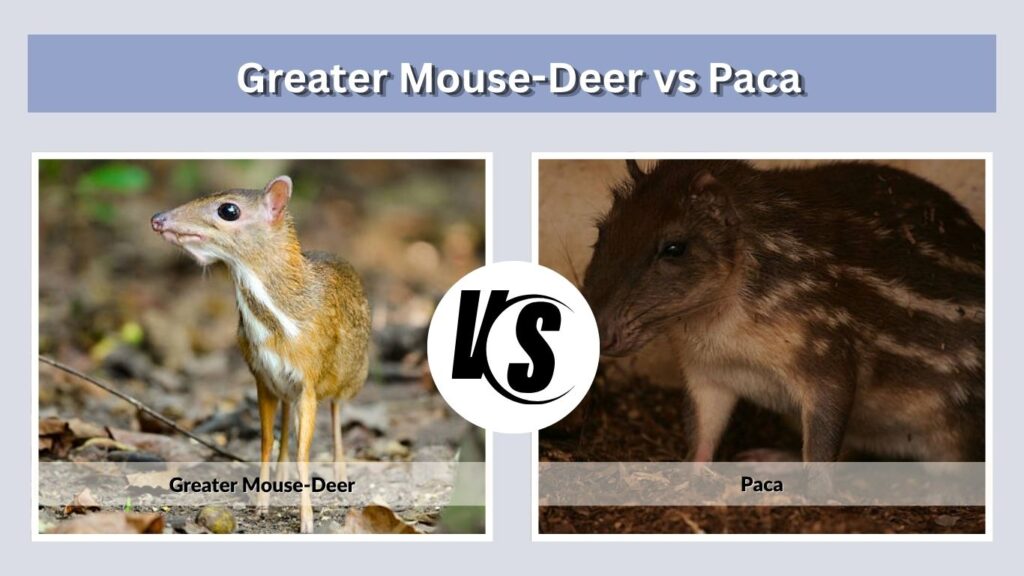 Greater Mouse-Deer vs Paca