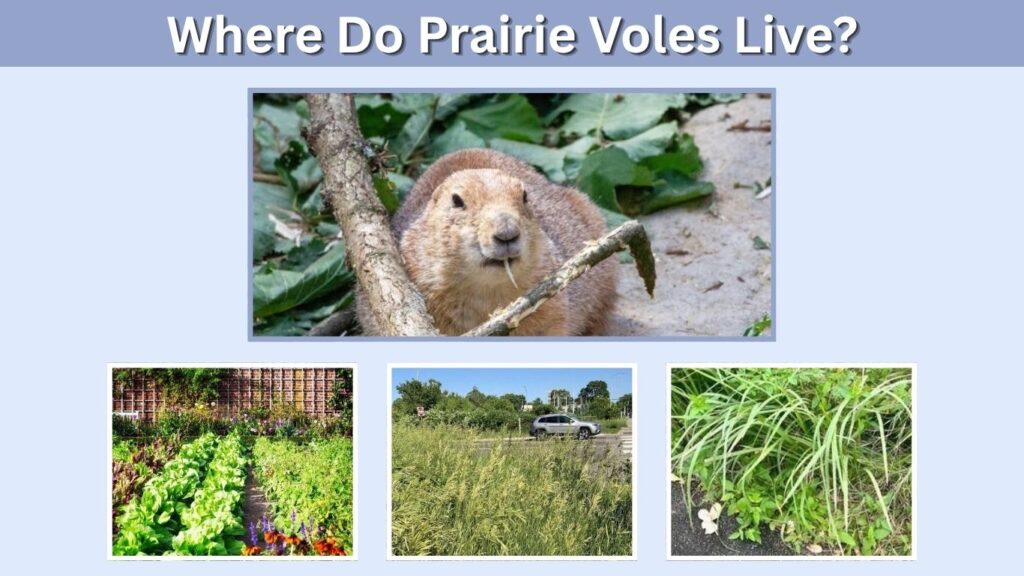 Where Do Prairie Voles Live?
