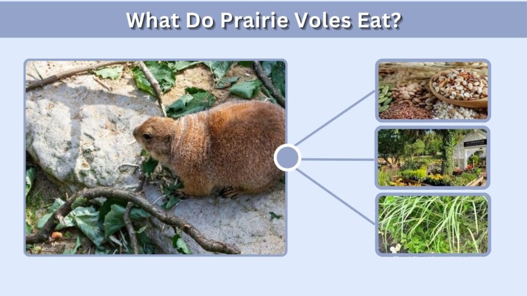 What Do Prairie Voles Eat?