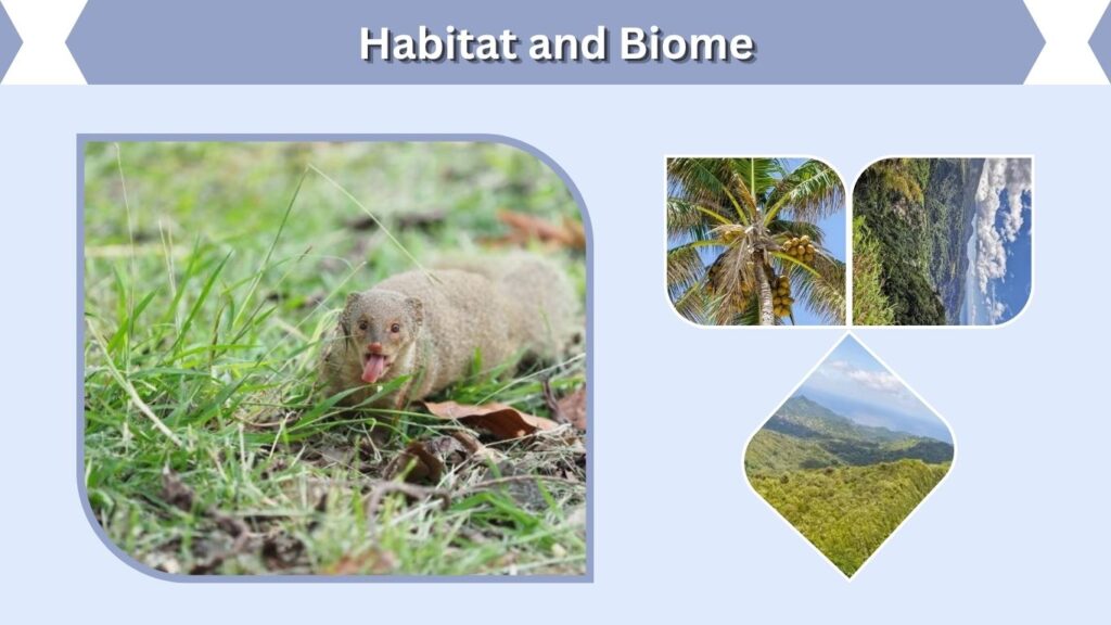 Habitat and Biome