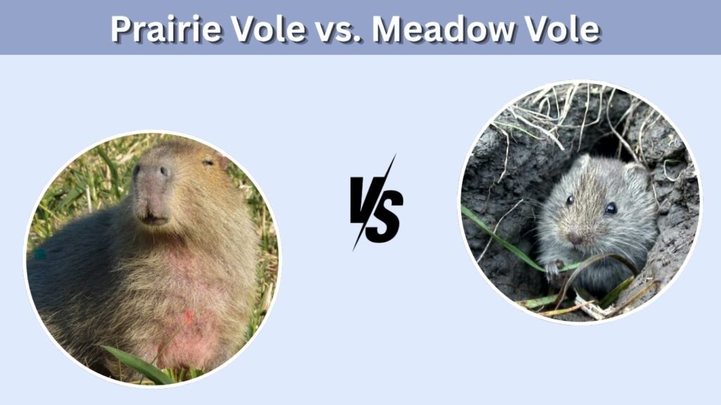 Prairie Vole vs. Meadow Vole