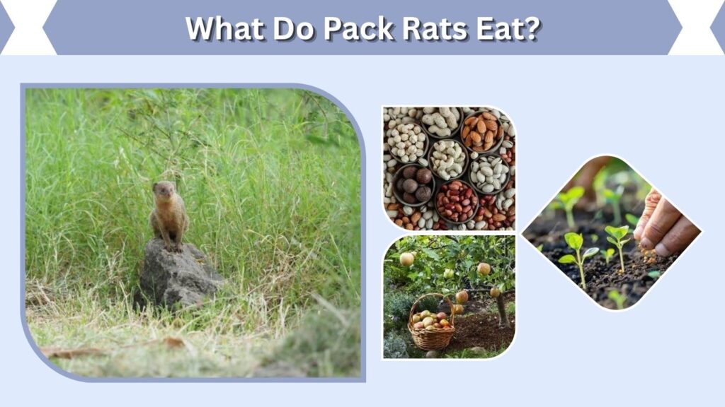 Diet and Feeding Behavior