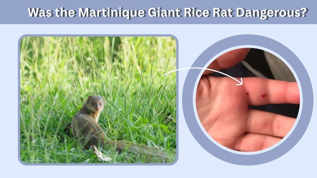 Was the Martinique Giant Rice Rat Dangerous?