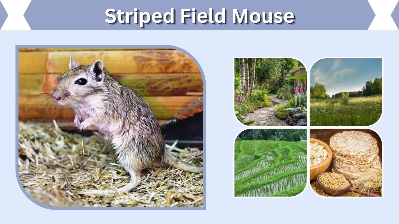 Striped Field Mouse: Identification, Habitat, Diet, and Lifespan
