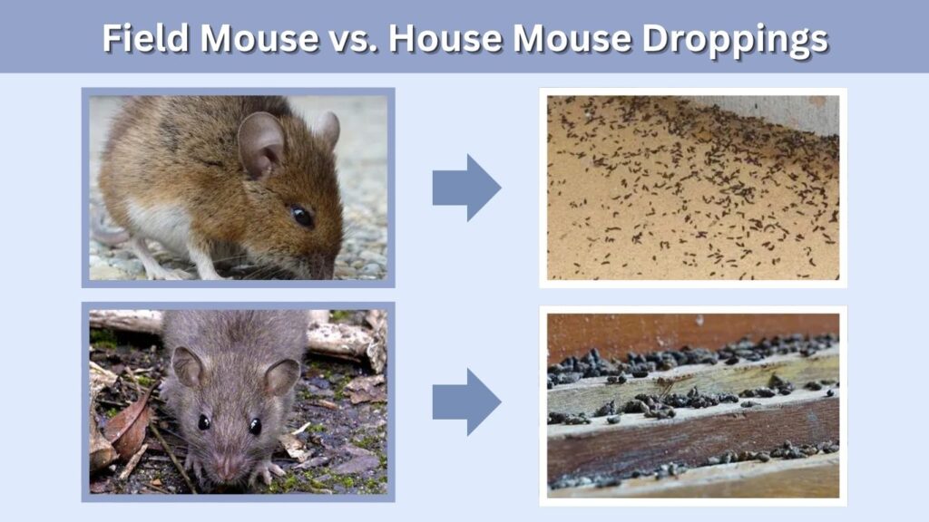 Field Mouse vs. House Mouse Droppings