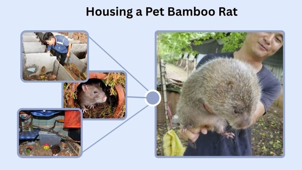 Housing a Pet Bamboo Rat