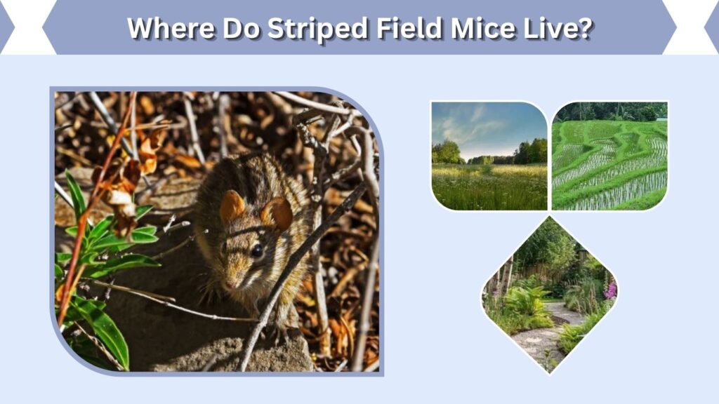 Where Do Striped Field Mice Live?