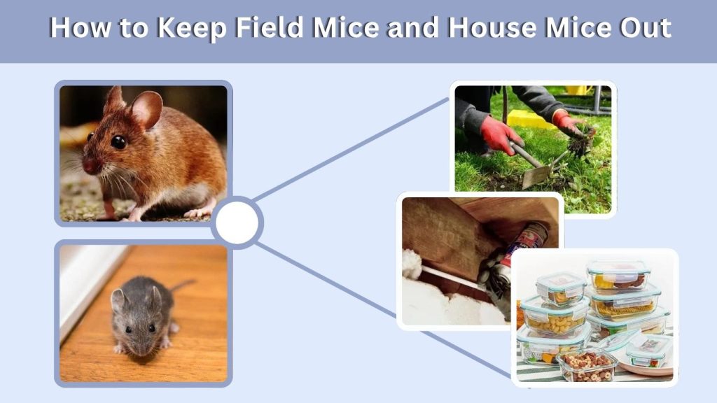 How to Keep Field Mice and House Mice Out