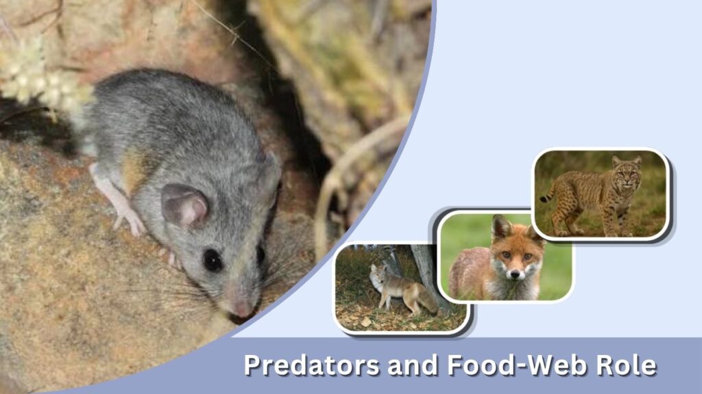 Predators and Food-Web Role
