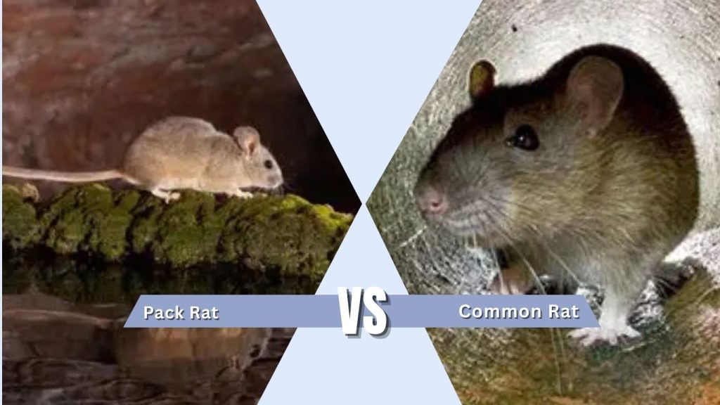 Pack Rat vs Common Rat