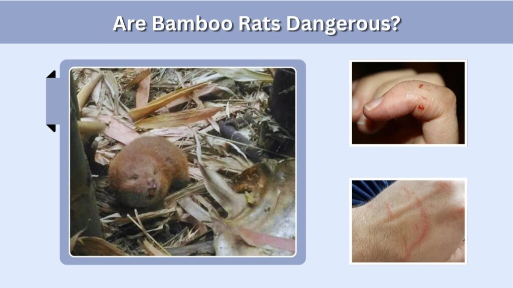Are Bamboo Rats Dangerous?