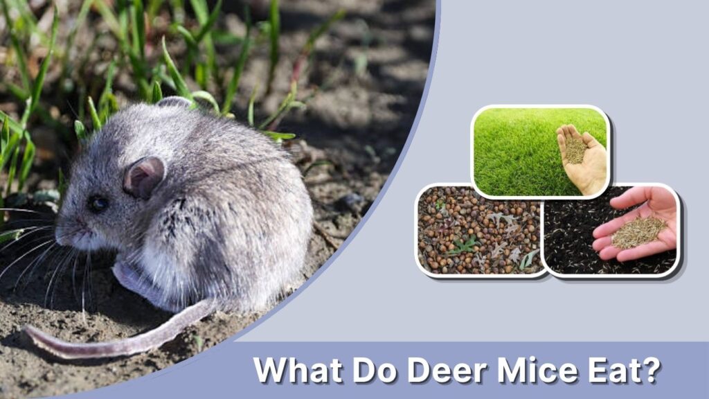 What Do Deer Mice Eat?