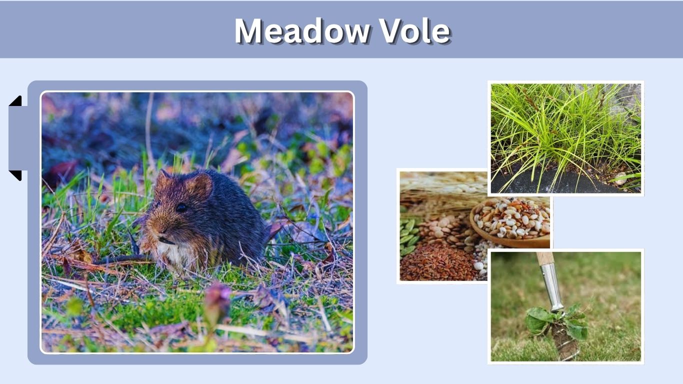 Meadow Vole: Size, Habitat, Diet, Damage, and Facts