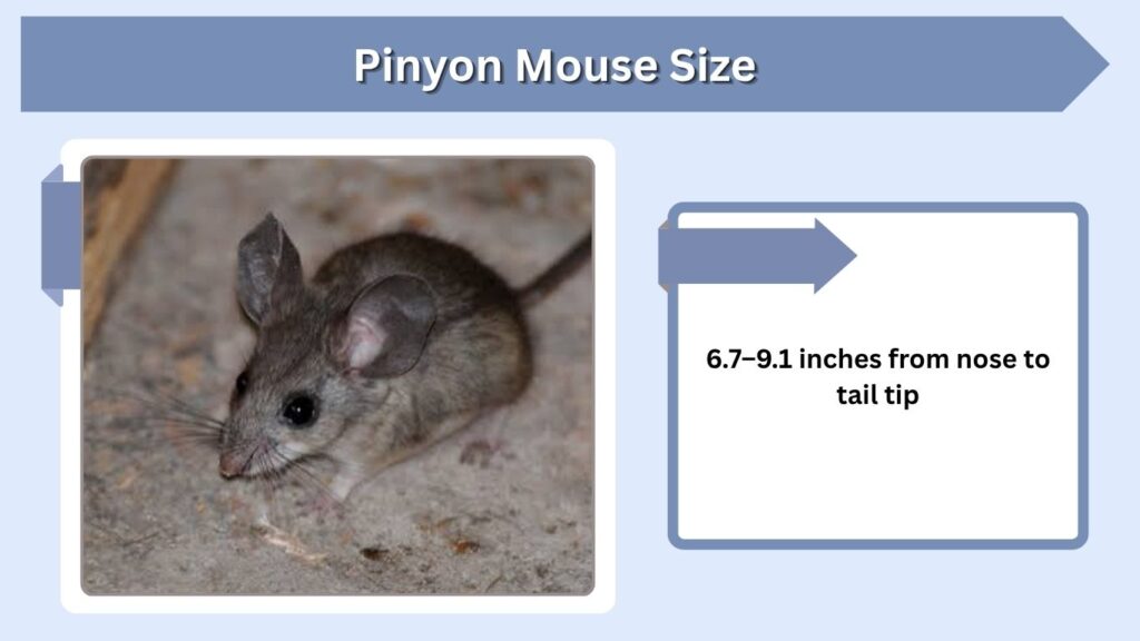 Pinyon Mouse Size