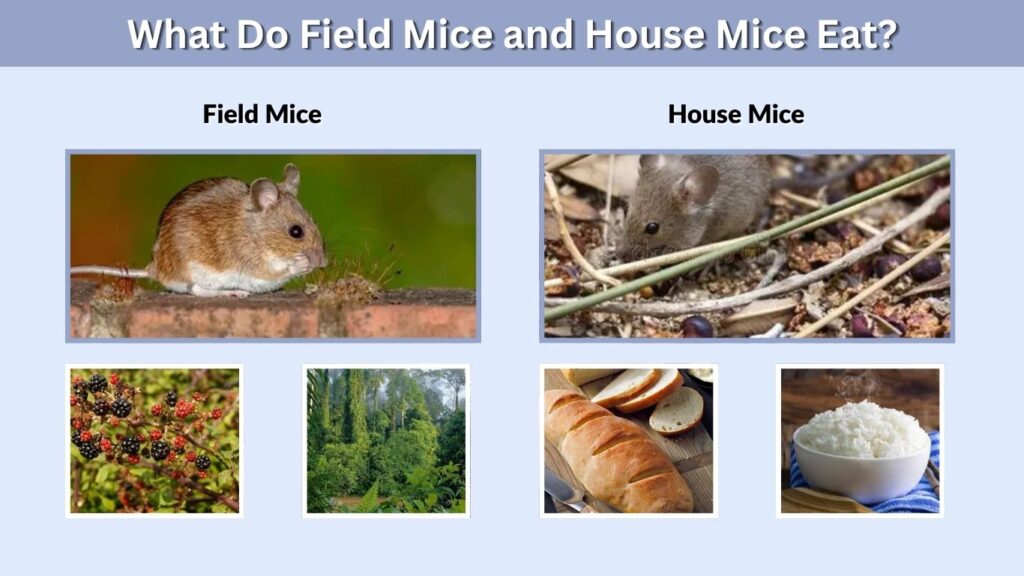 What Do Field Mice and House Mice Eat?