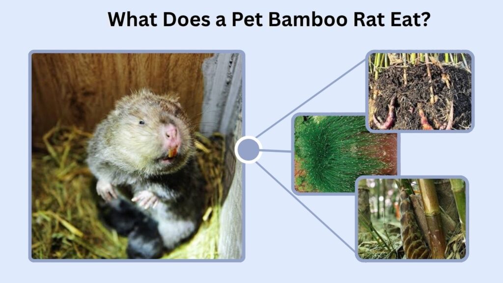 What Does a Pet Bamboo Rat Eat?