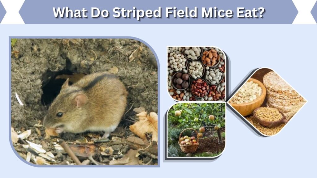 What Do Striped Field Mice Eat?