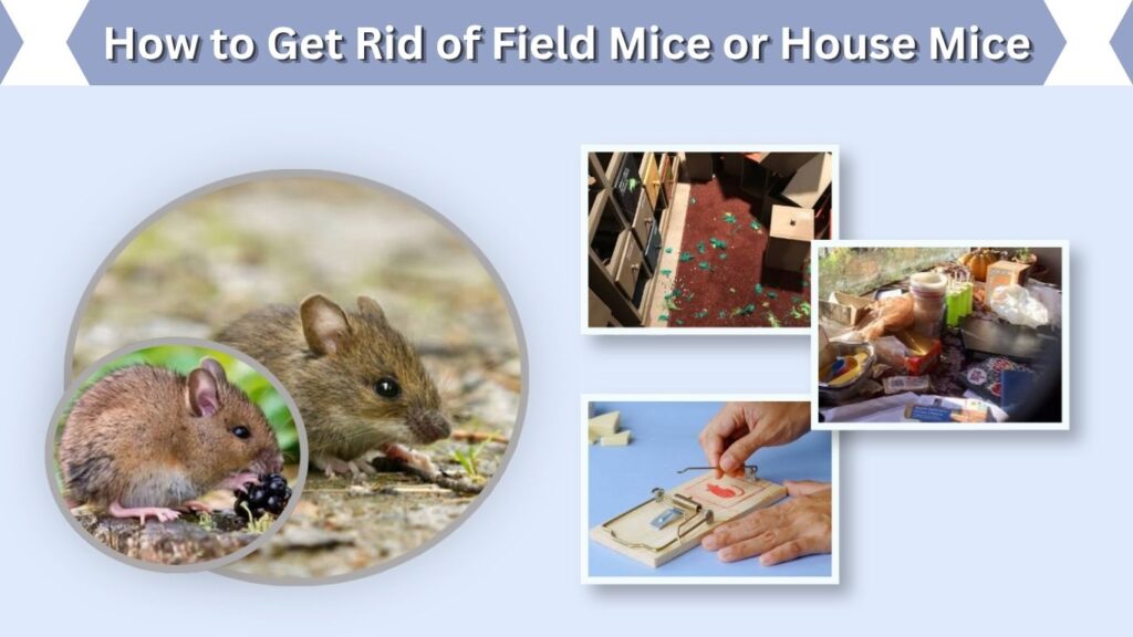 How to Get Rid of Field Mice or House Mice