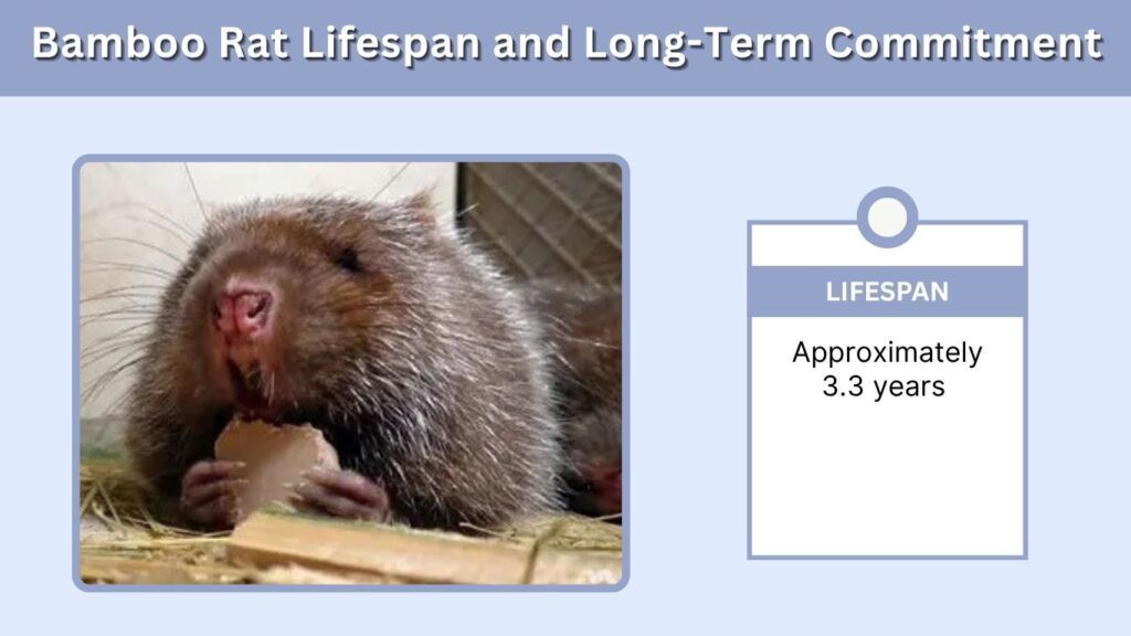 Bamboo Rat Lifespan and Long-Term Commitment