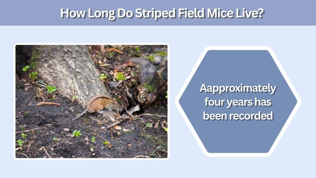 How Long Do Striped Field Mice Live?