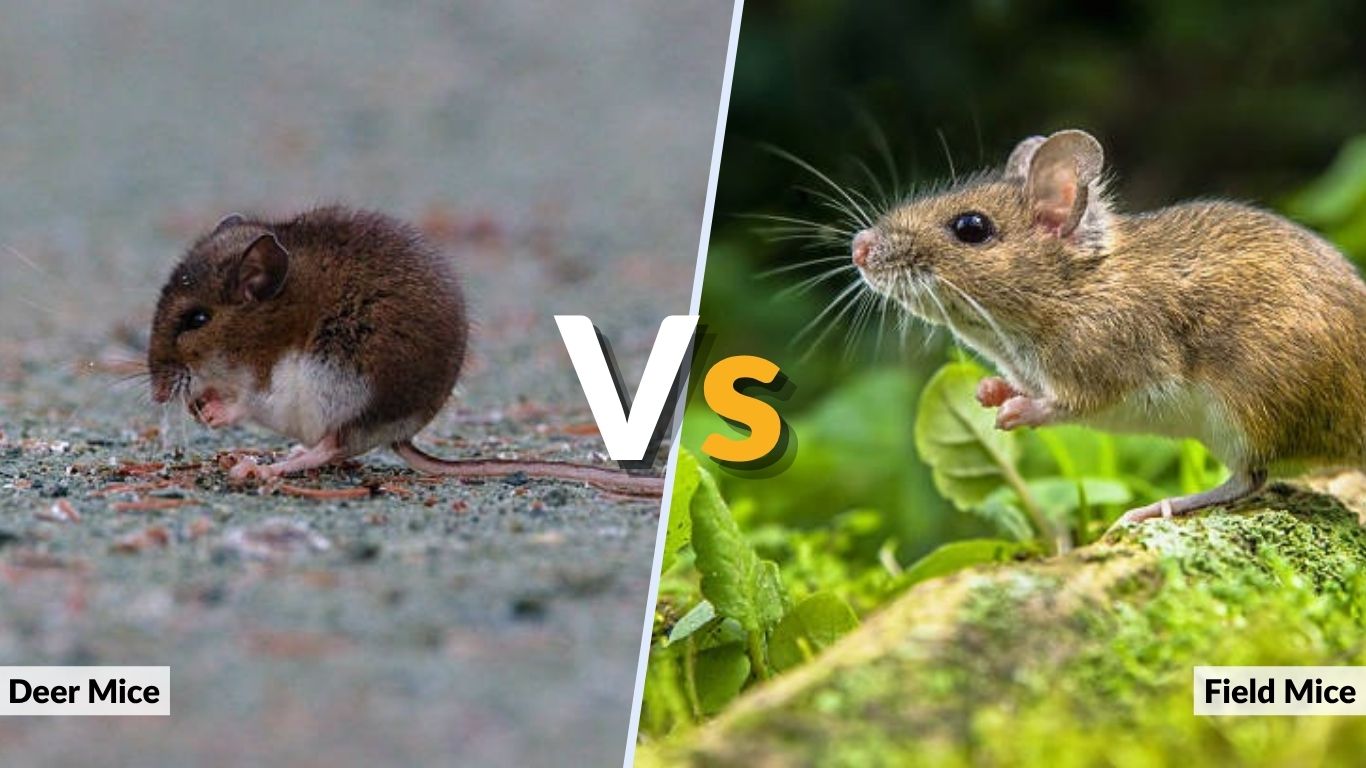 Deer Mice vs Field Mice: Droppings, Size and Behavior