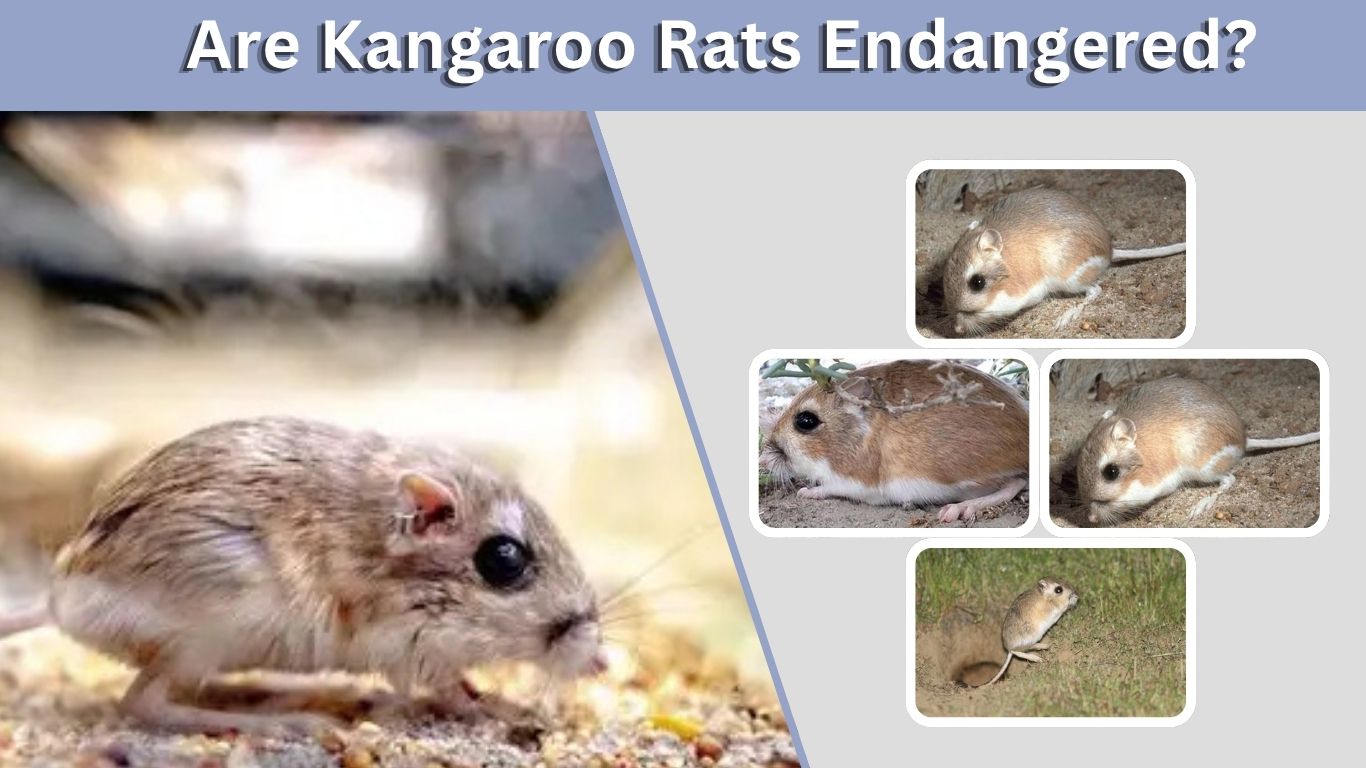 Are Kangaroo Rats Endangered? Status, Threats and Facts