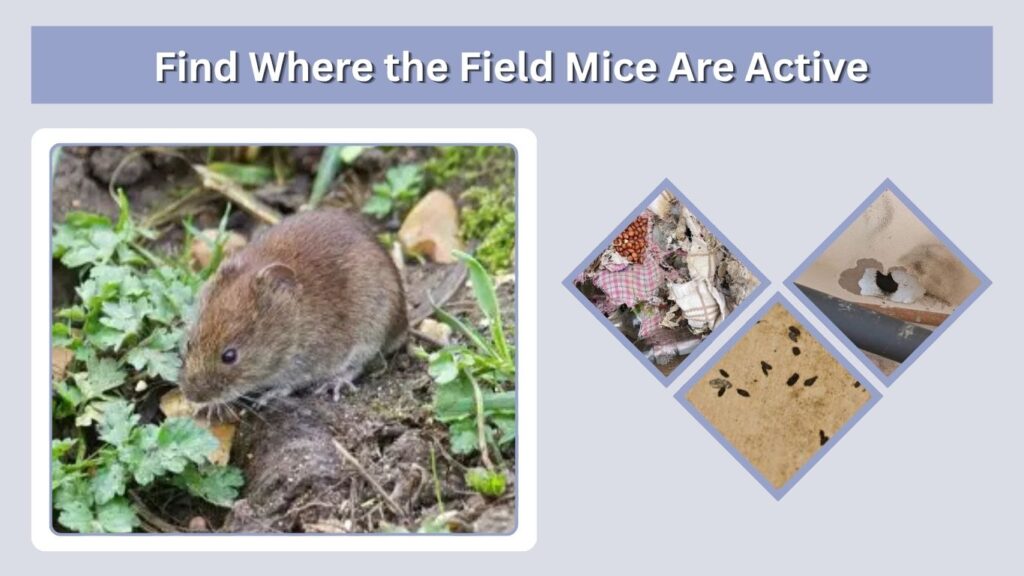 Find Where the Field Mice Are Active