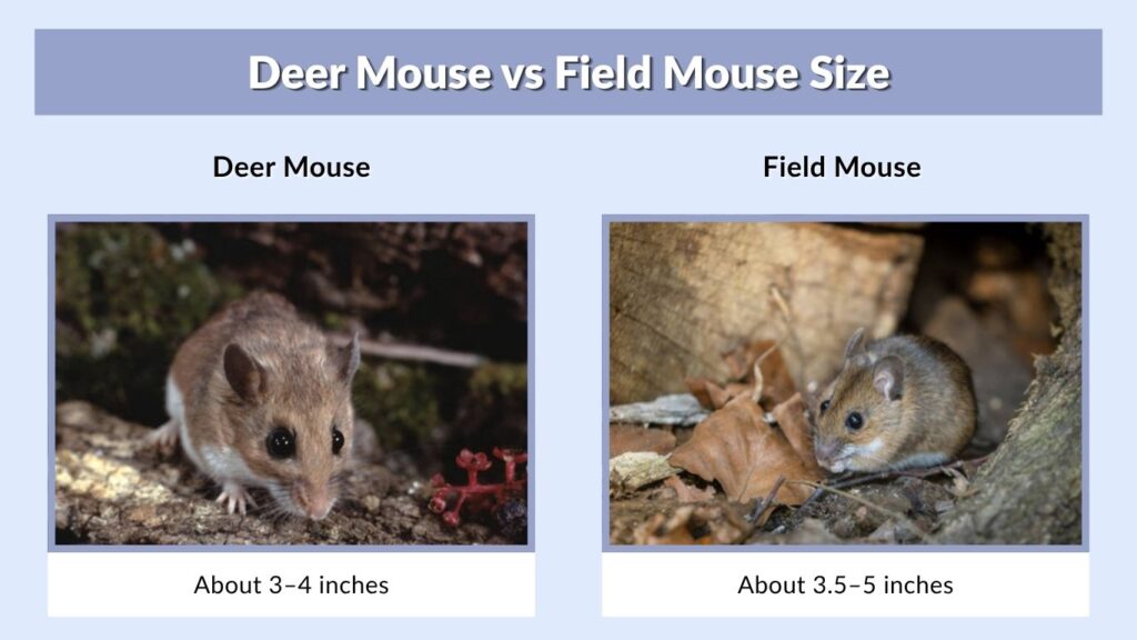 Deer Mouse vs Field Mouse Size