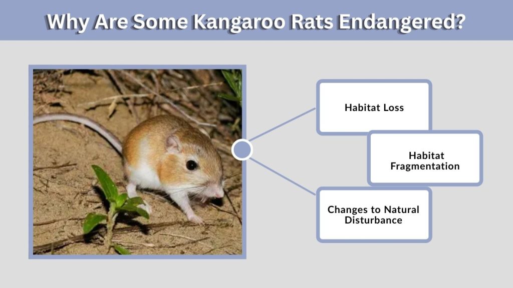 Why Are Some Kangaroo Rats Endangered?