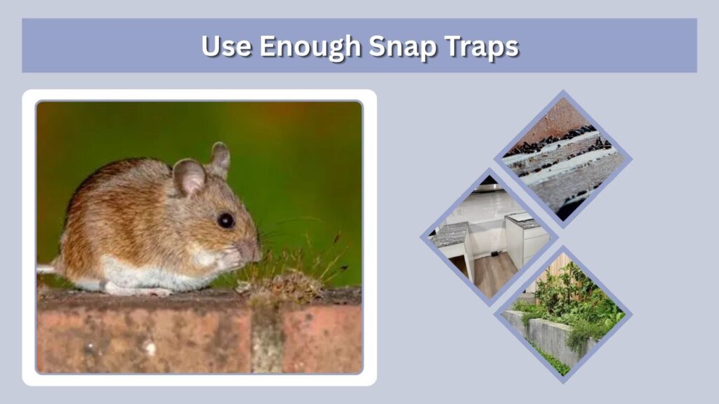 Use Enough Snap Traps