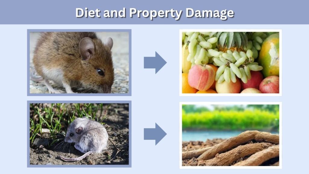 Diet and Property Damage