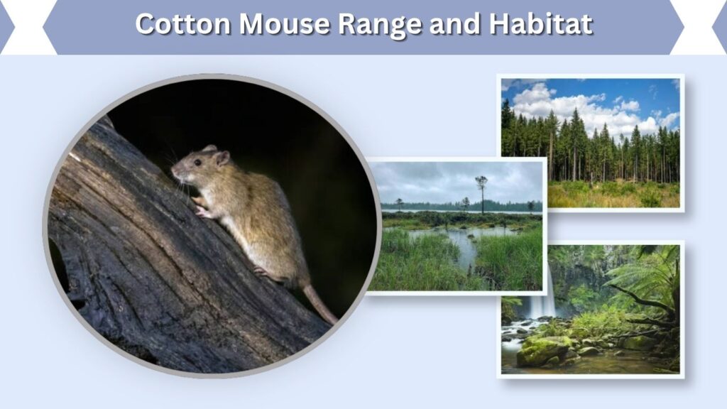 Cotton Mouse Range and Habitat