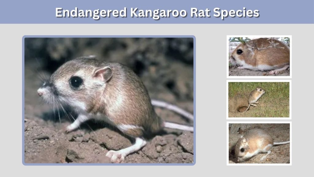 Endangered Kangaroo Rat Species