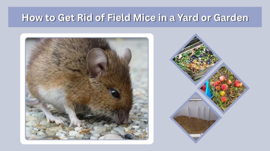 How to Get Rid of Field Mice in a Yard or Garden