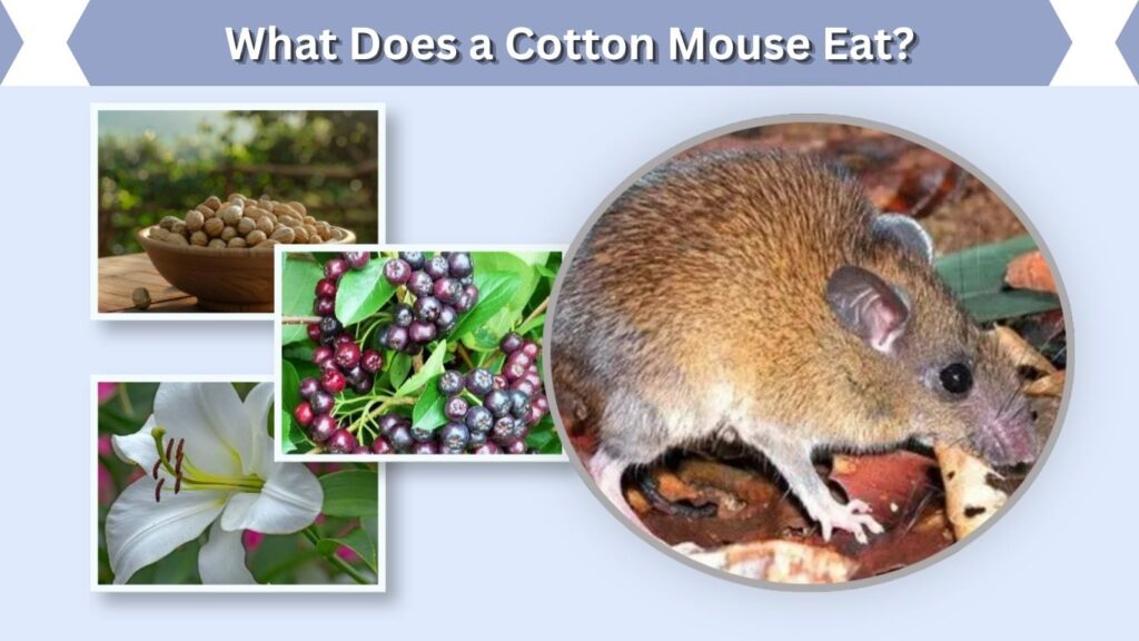 What Does a Cotton Mouse Eat?