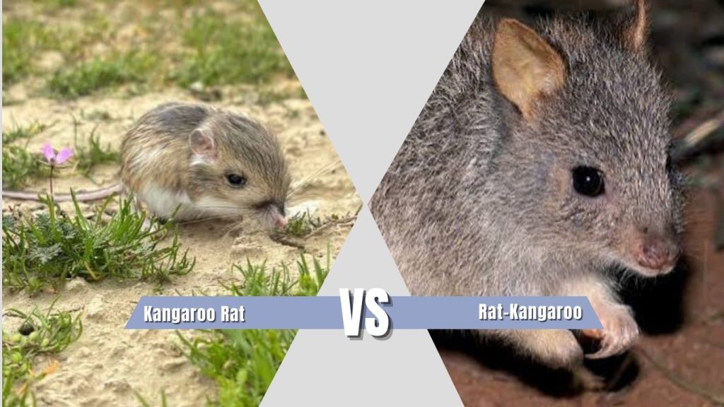 Kangaroo Rat vs Rat-Kangaroo: Do Not Confuse Them