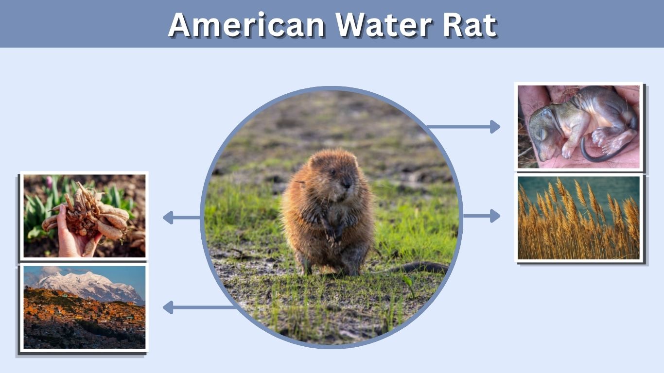 American Water Rat: Identification, Habitat, Diet & Facts