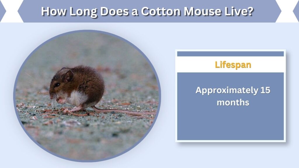 How Long Does a Cotton Mouse Live?