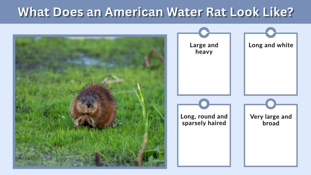 What Does an American Water Rat Look Like?