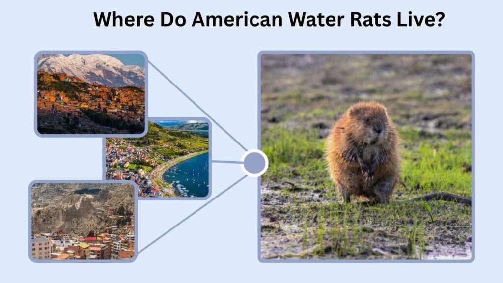 Where Do American Water Rats Live?