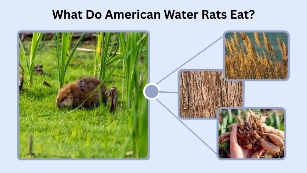 What Do American Water Rats Eat?