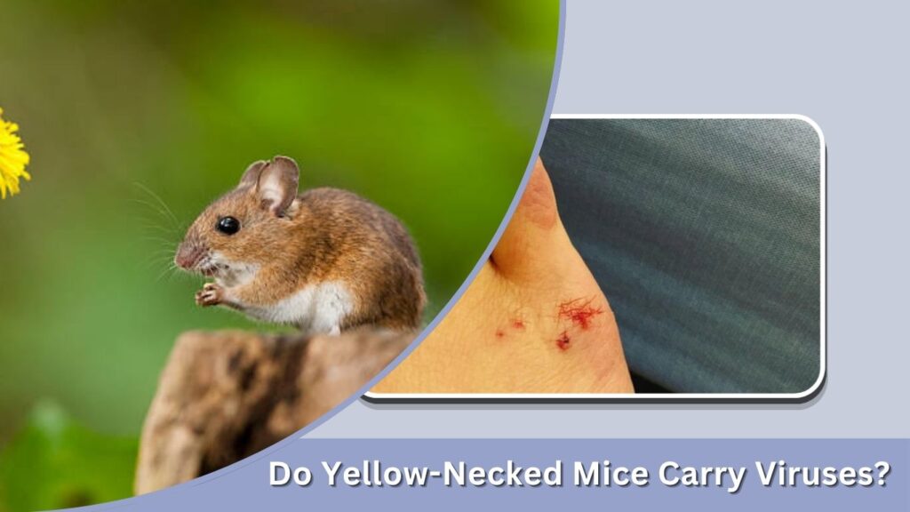 Do Yellow-Necked Mice Carry Viruses?