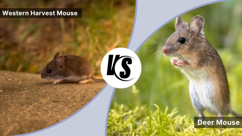Western Harvest Mouse vs Deer Mouse