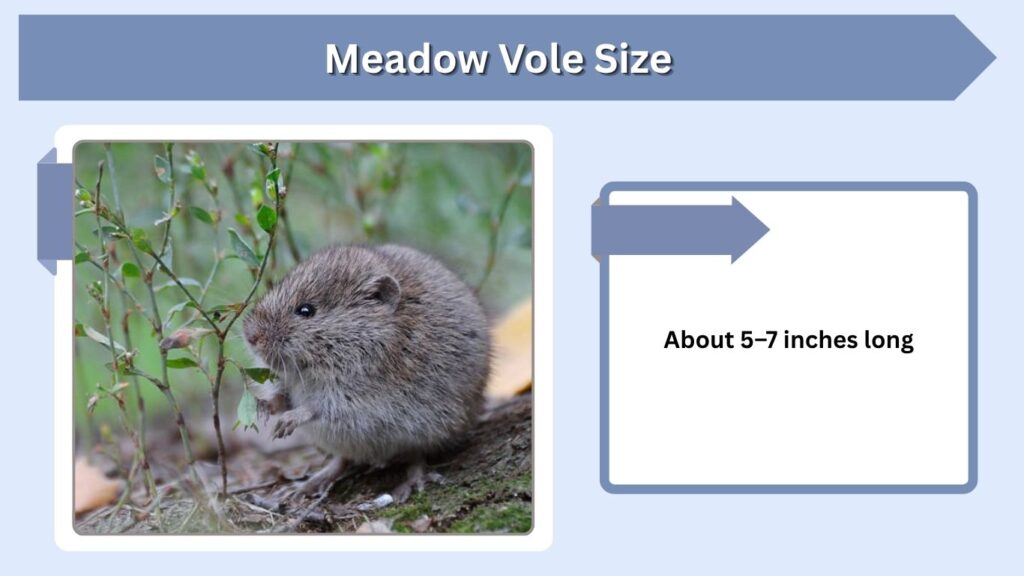 Meadow Vole Size